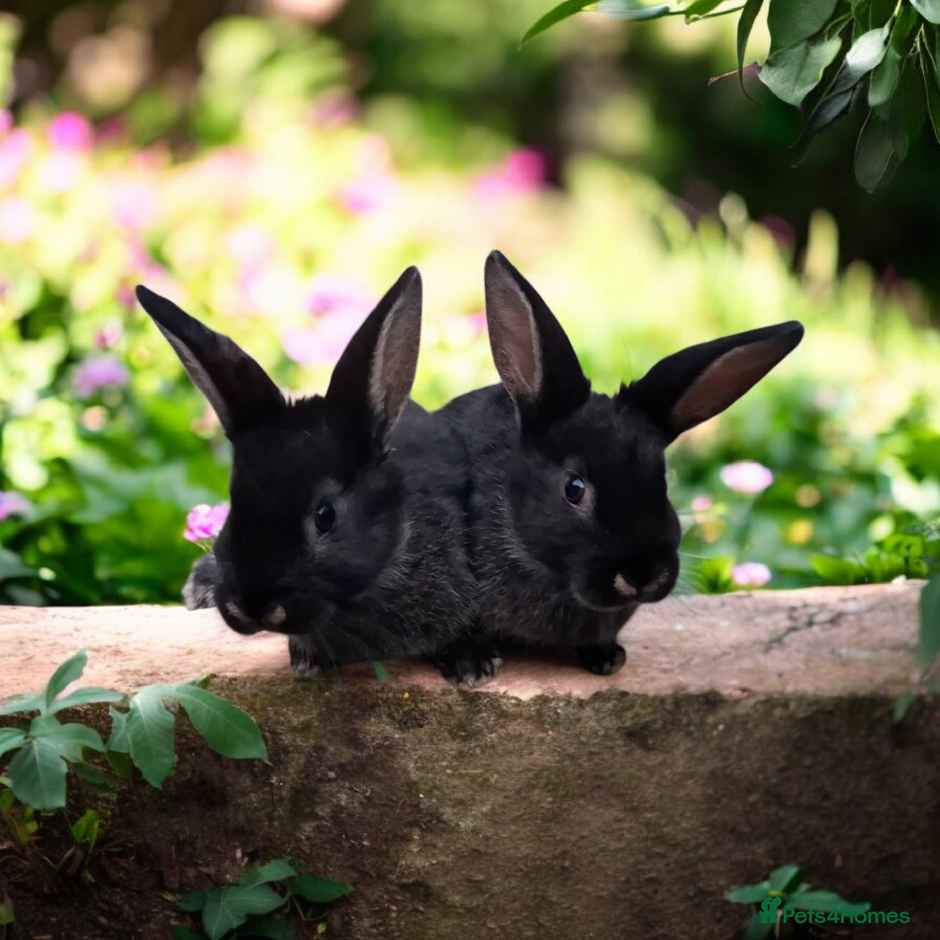 Mixed Breed rabbits Mix breeds babies. See all photos - Advert 19