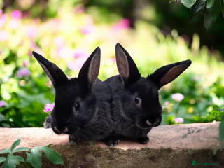 Mixed Breed rabbits Mix breeds babies. See all photos - Advert 19