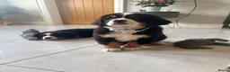 Bernese Mountain Dog dogs for sale: Kc Bernese mountain pups  - Advert 8