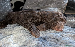 Labradoodle dogs for sale: 🐾Stunning Mini Labradoodle F1b Pups DNA Check🐾  - Image 40