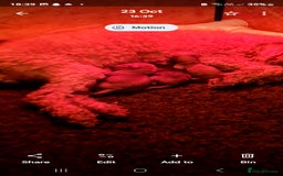 Toy Poodle dogs for sale: Toy miniature poodle - Advert 3