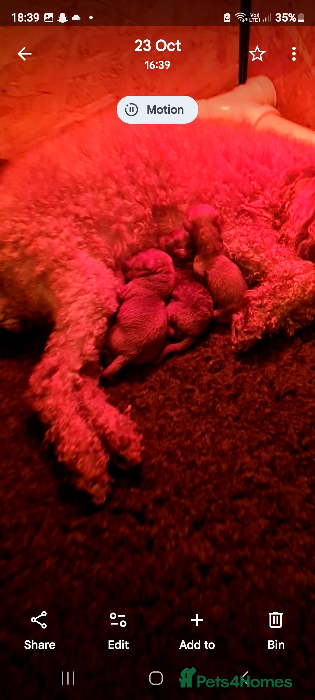 Toy Poodle dogs for sale: Toy miniature poodle - Advert 3