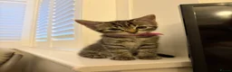 Ragdoll cats for sale: Ragdoll mix kittens  - Advert 14