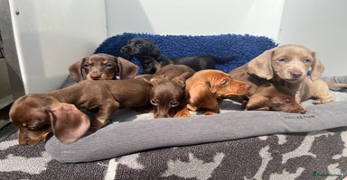 Miniature Dachshund dogs - Advert 6
