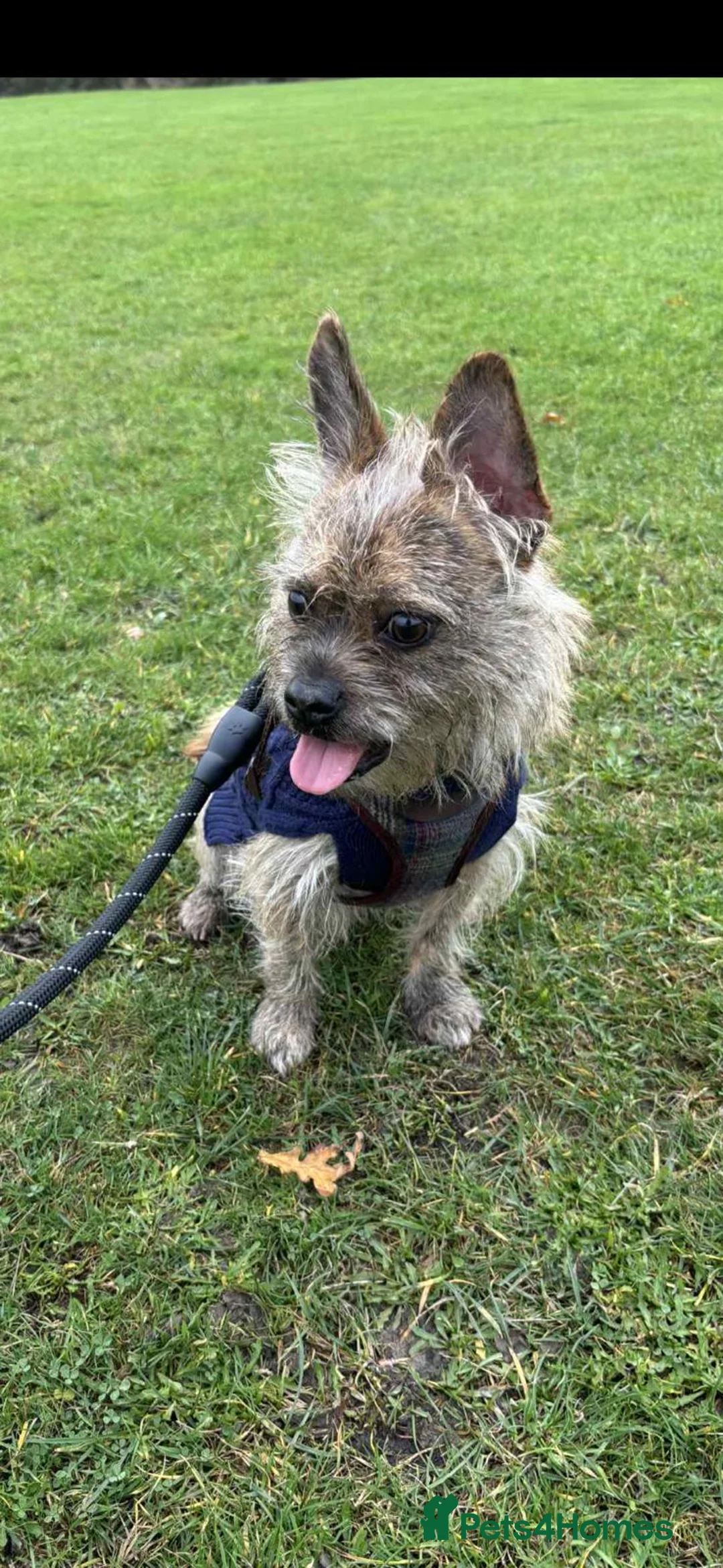 Mixed Breed dogs for adoption: 💙RONNIE Big Personality In Tiny Wrap Chorkie X - Advert 5