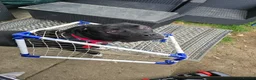 Cane Corso dogs for sale: Cane Corso For Sale - Advert 3