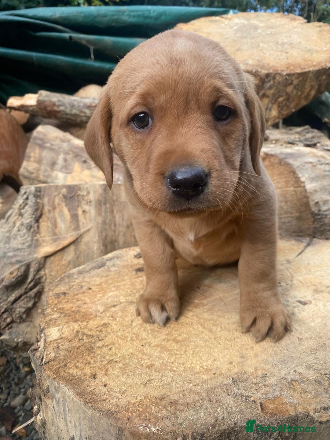 Labrador Retriever dogs for sale: Red labrador puppies - Image 9