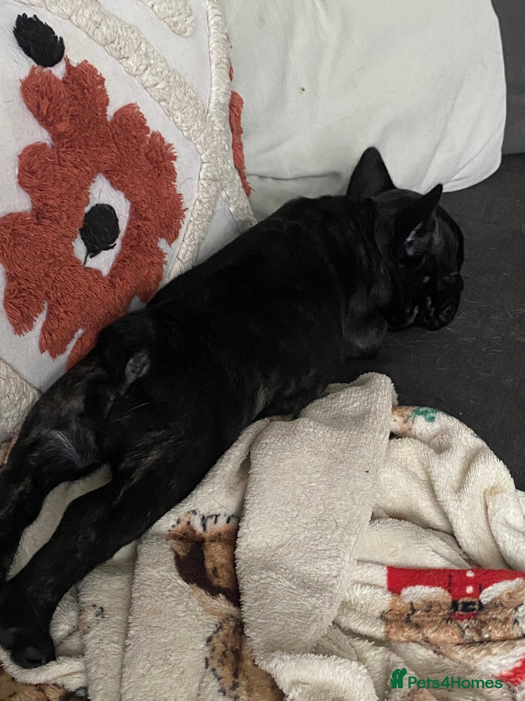 French Bulldog dogs for sale: Adorable male French bulldog puppy ready now - Advert 14