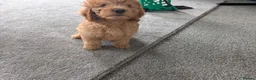 Labradoodle dogs for sale: Stunning F2 labradoodles ready now * 3 left* - Advert 3