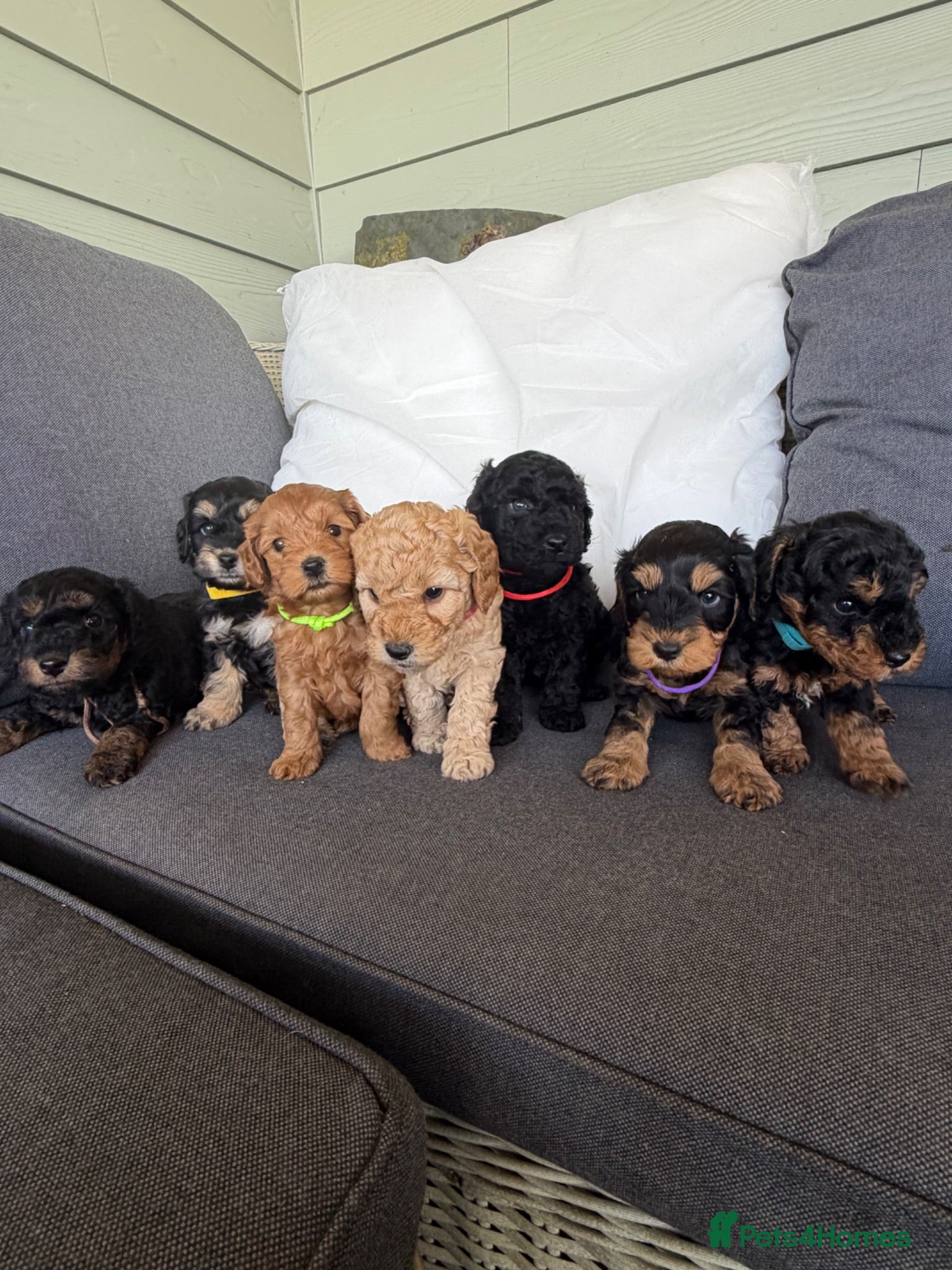 Cockapoo dogs F1b cockapoo puppies. Health tested parents.  - Advert 2
