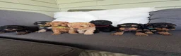 Cockapoo dogs for sale: F1b READY NOW. Health tested parents.  - Advert 19