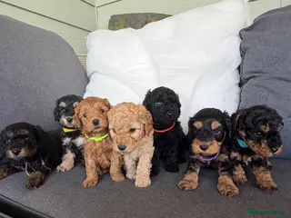 Cockapoo dogs F1b cockapoo puppies. Health tested parents. - Advert 2