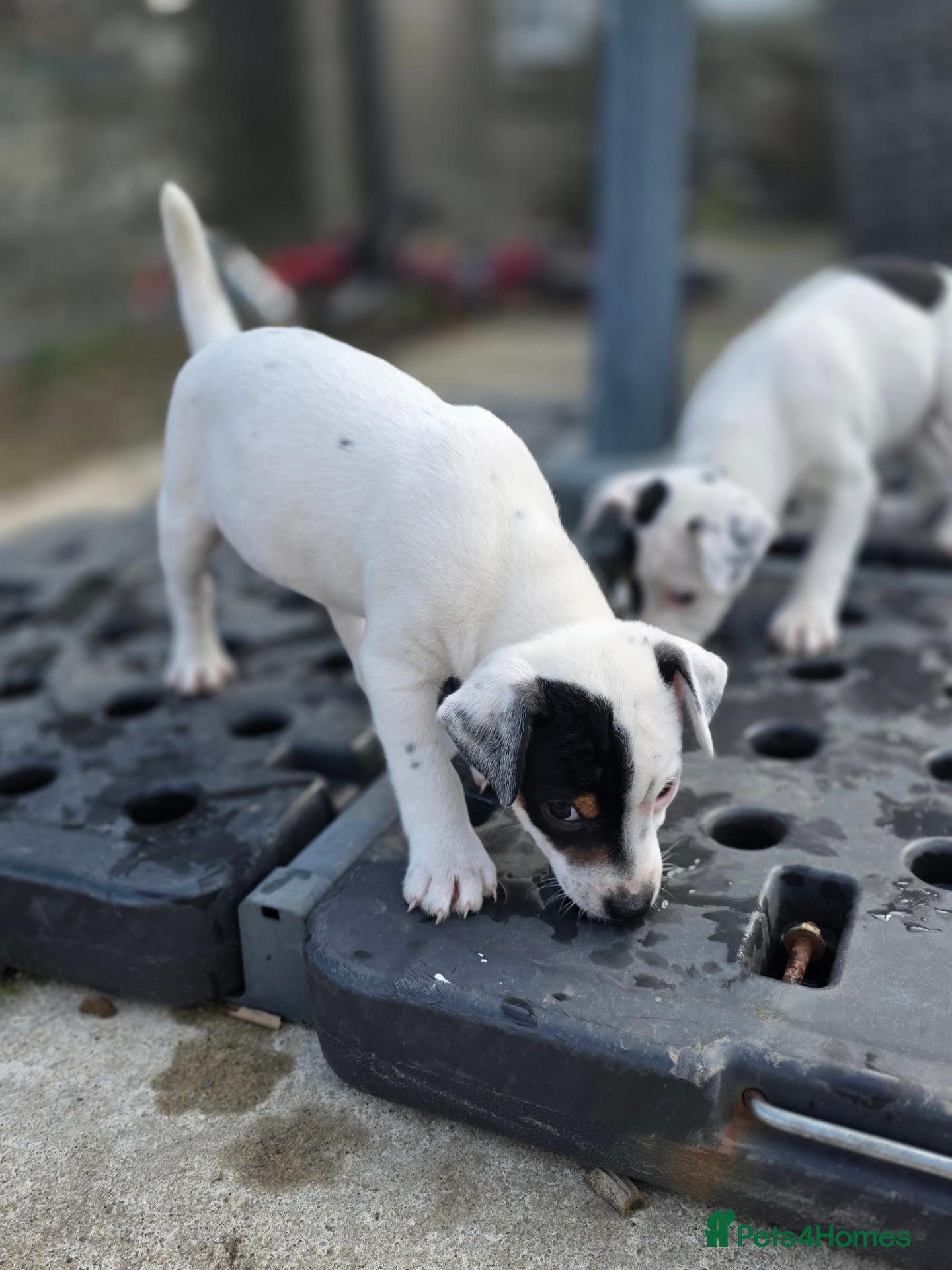 Jack Russell dogs Lovely Jack russell puppies - Advert 1