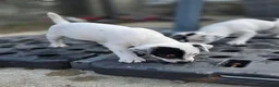 Jack Russell dogs for sale: Lovely Jack russell puppies - Advert 1