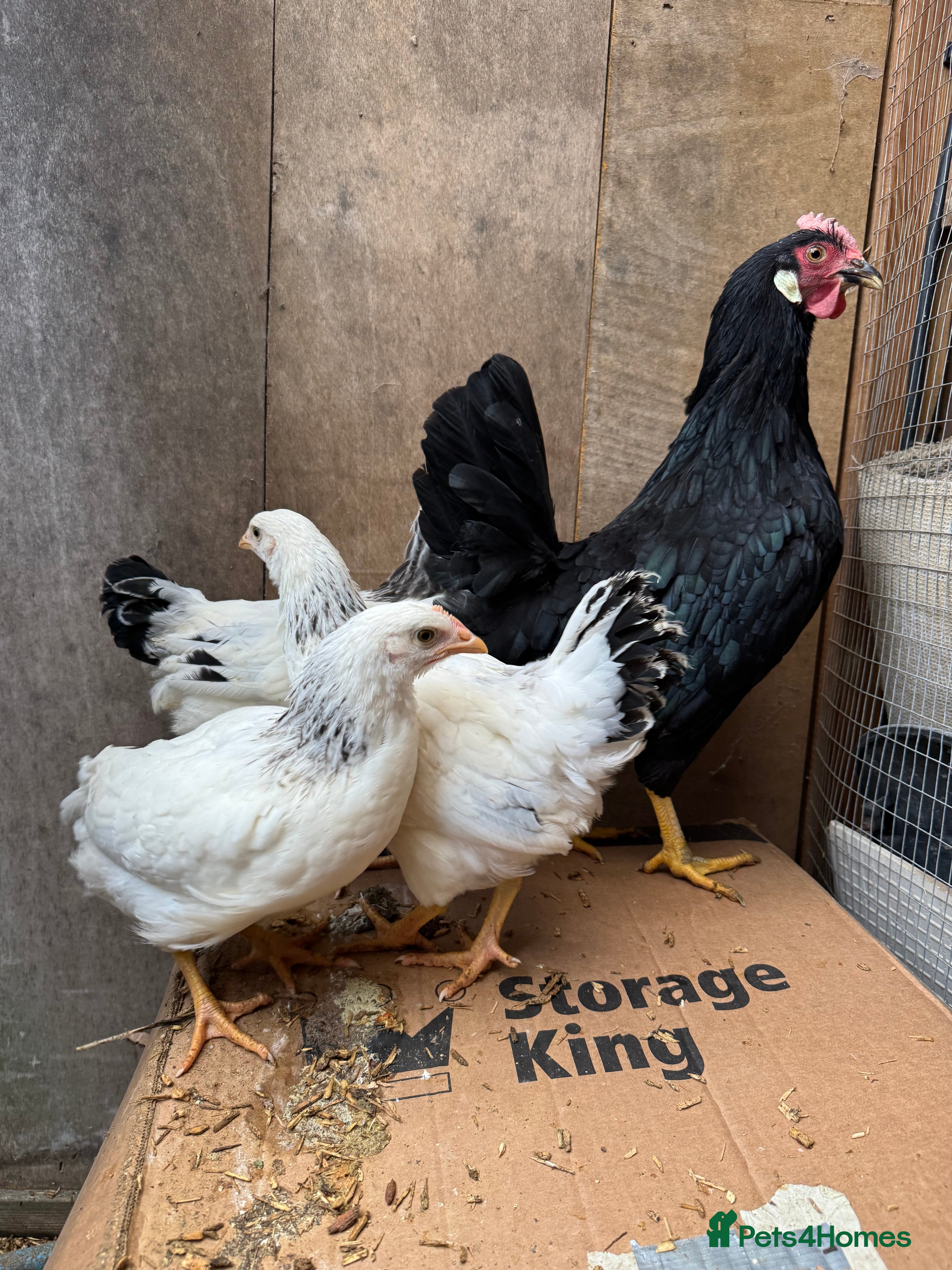 Hens poultry Beautiful hens for sale  - Advert 1