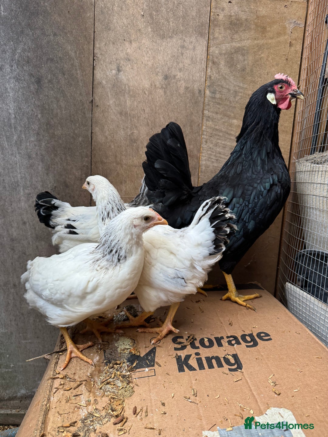 Hens poultry for sale: Beautiful hens for sale  - Advert 1