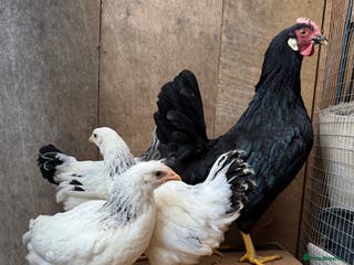 Hens poultry Beautiful hens for sale - Advert 19