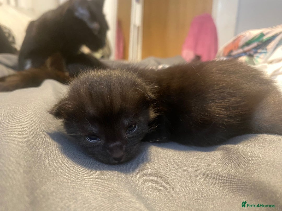 Maine Coon cats for sale: Maine coon cross kittens  - Image 7