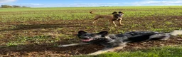 Belgian Shepherd Dog dogs for sale: Male Belgium Malinois  - Advert 4