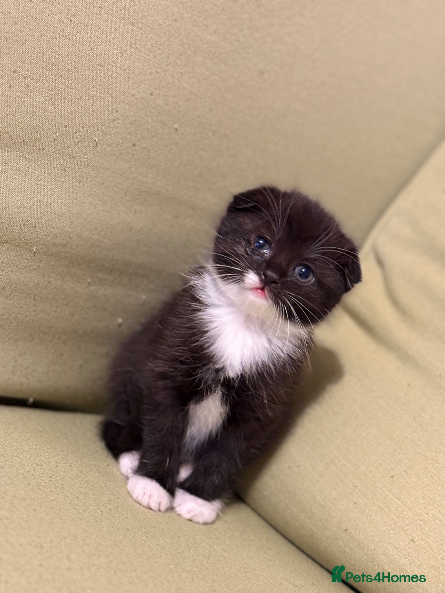 Scottish Fold cats Scottish Kittens Available for Sale😺 - Advert 17
