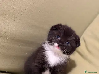 Scottish Fold cats Scottish Kittens Available for Sale😺 - Advert 17