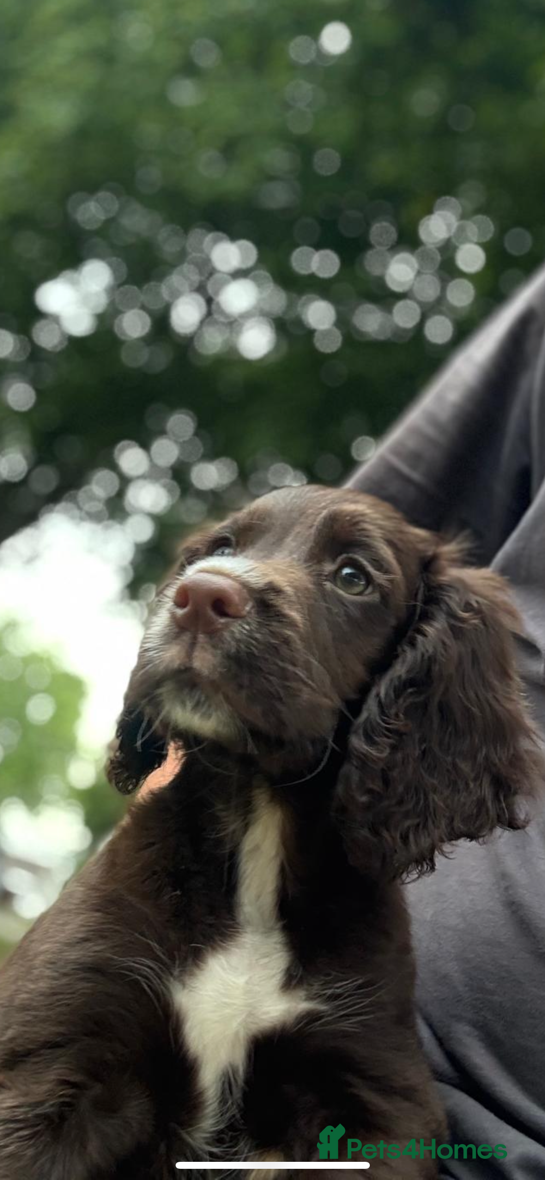 Cocker Spaniel dogs for sale: Last chocolate working cocker spaniel puppy  - Image 3