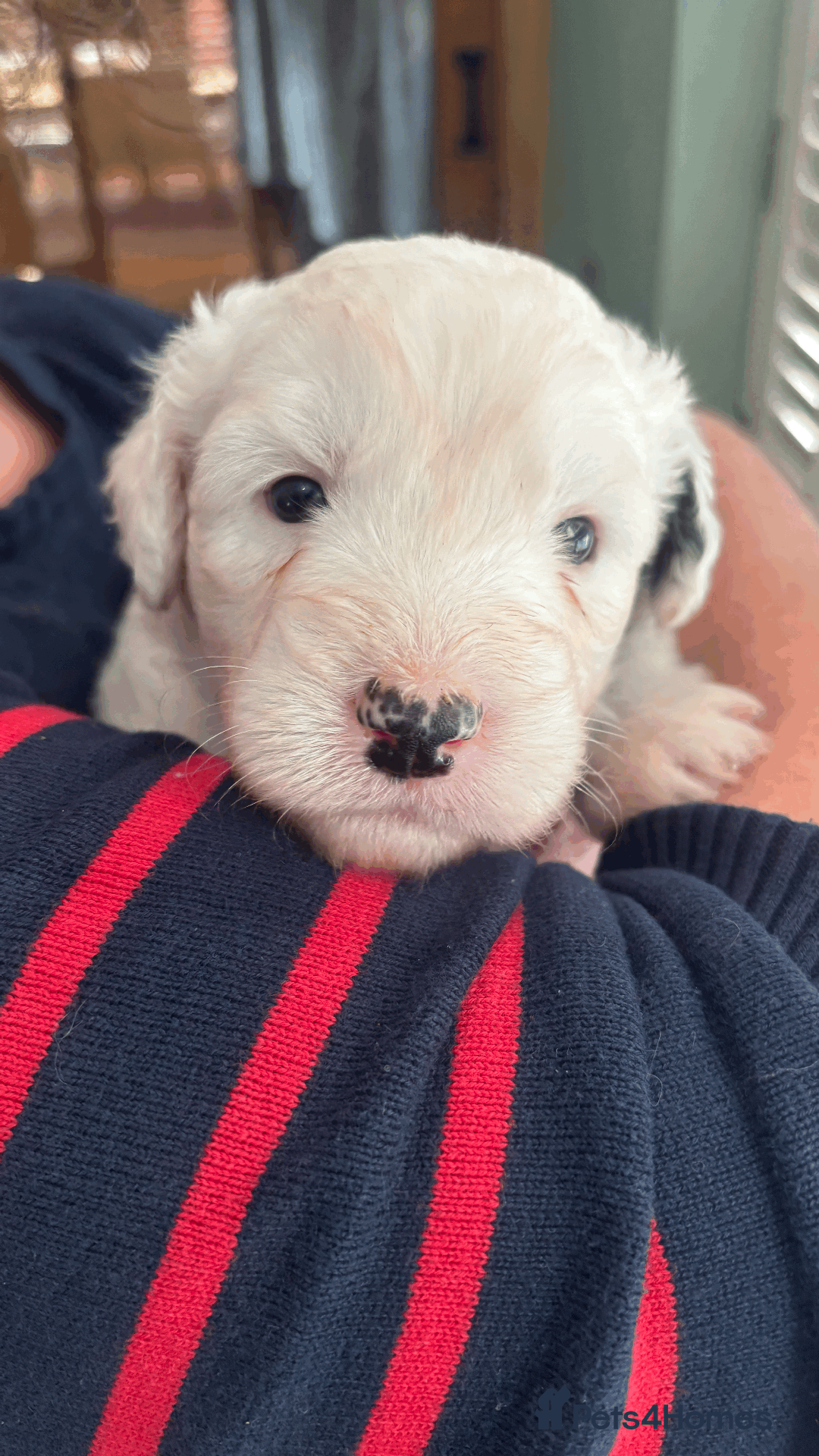 Old English Sheepdog dogs for sale: Old English Sheep Dog Puppies for sale - Advert 6