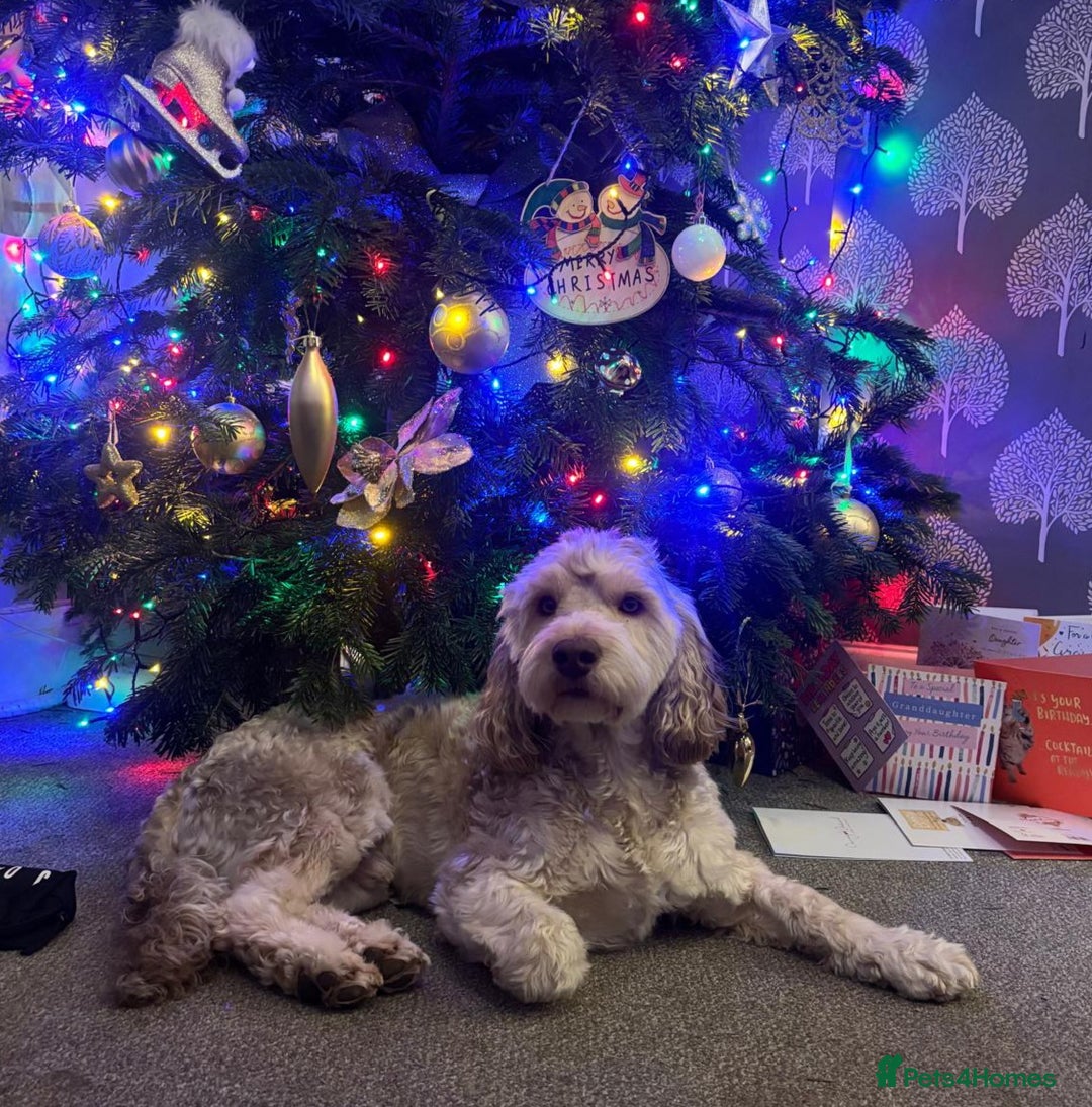 Cockapoo dogs for stud: F1b Sable Cockapoo For Stud  in Bristol - Advert 1