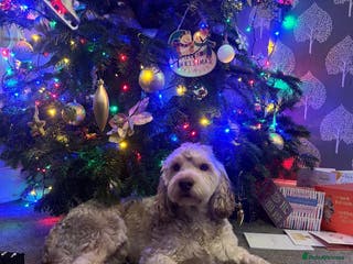 Cockapoo dogs F1b Sable Cockapoo For Stud in Bristol - Advert 2