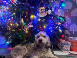 Cockapoo dogs F1b Sable Cockapoo For Stud in Bristol - Advert 5