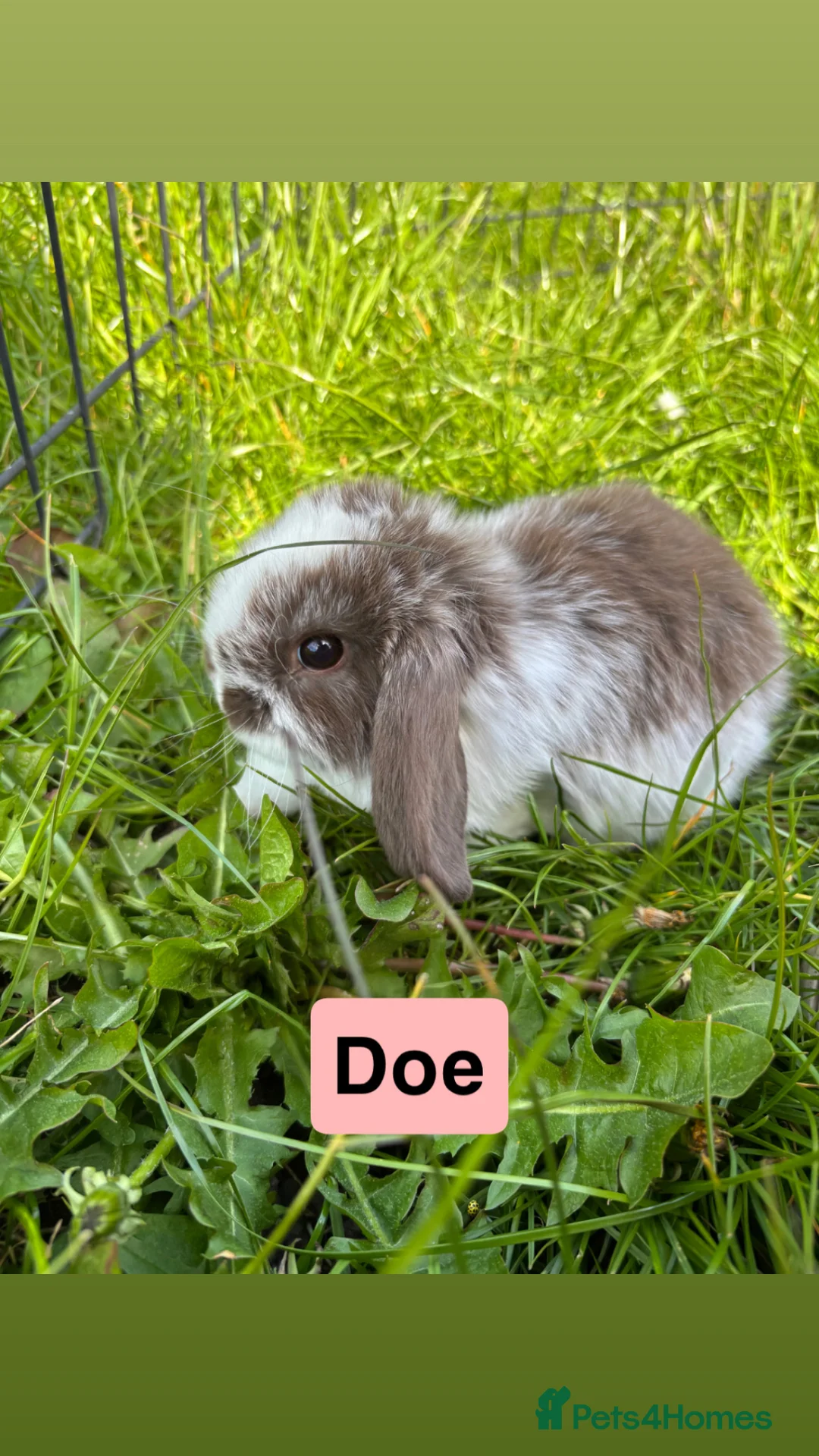 Mini Lop rabbits for sale: Adorable Mini Lop Babies - Advert 1