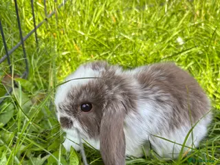 Mini Lop rabbits Adorable Mini Lop Babies - Advert 1