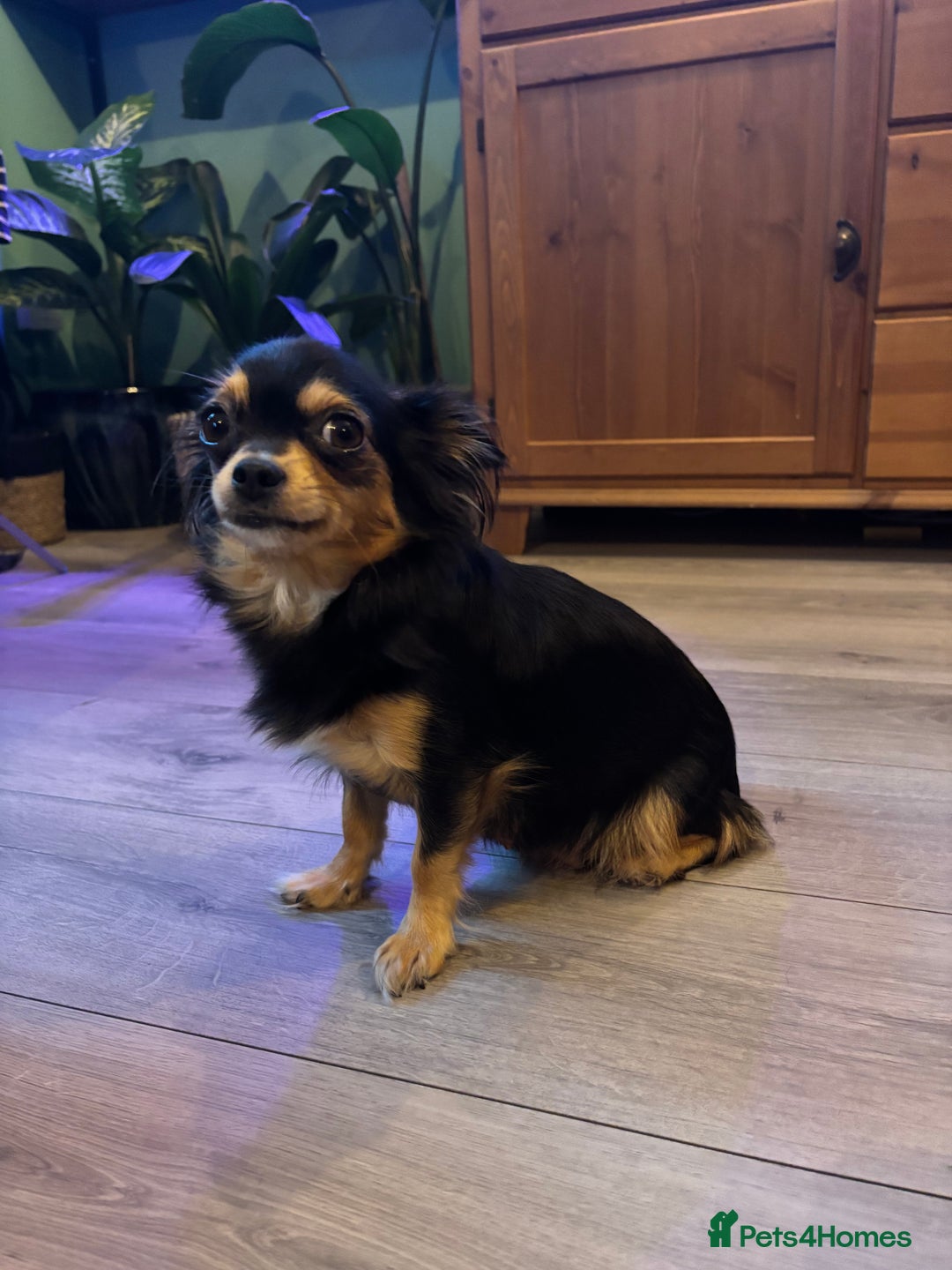 Chihuahua dogs for sale: Beautiful little chihuahua girl - Advert 6