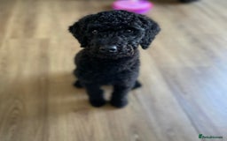Toy Poodle dogs for sale: Toy Poodle  - Image 5