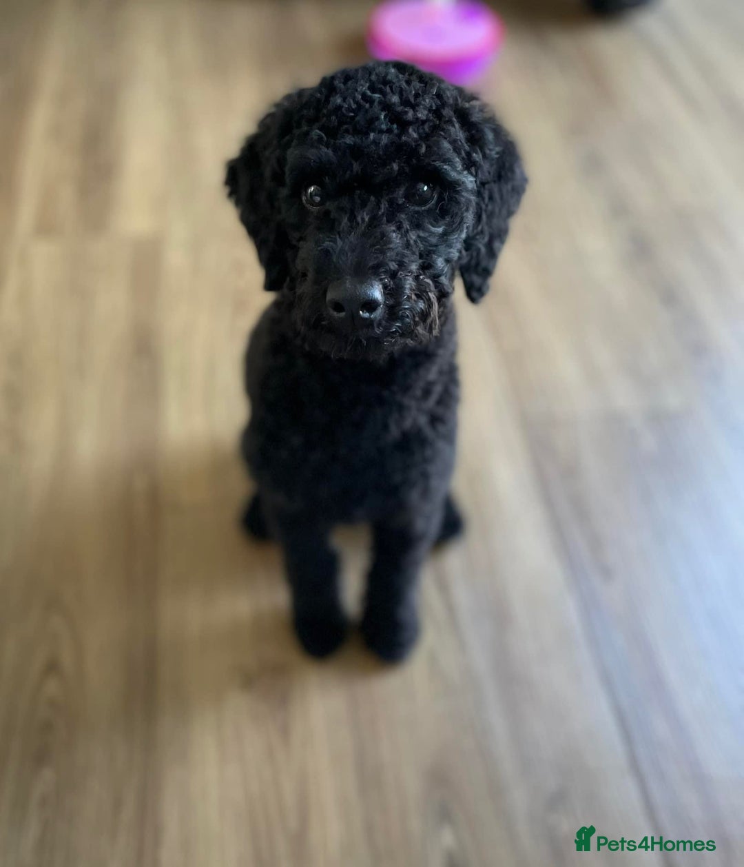 Toy Poodle dogs for sale: Toy Poodle  - Image 5