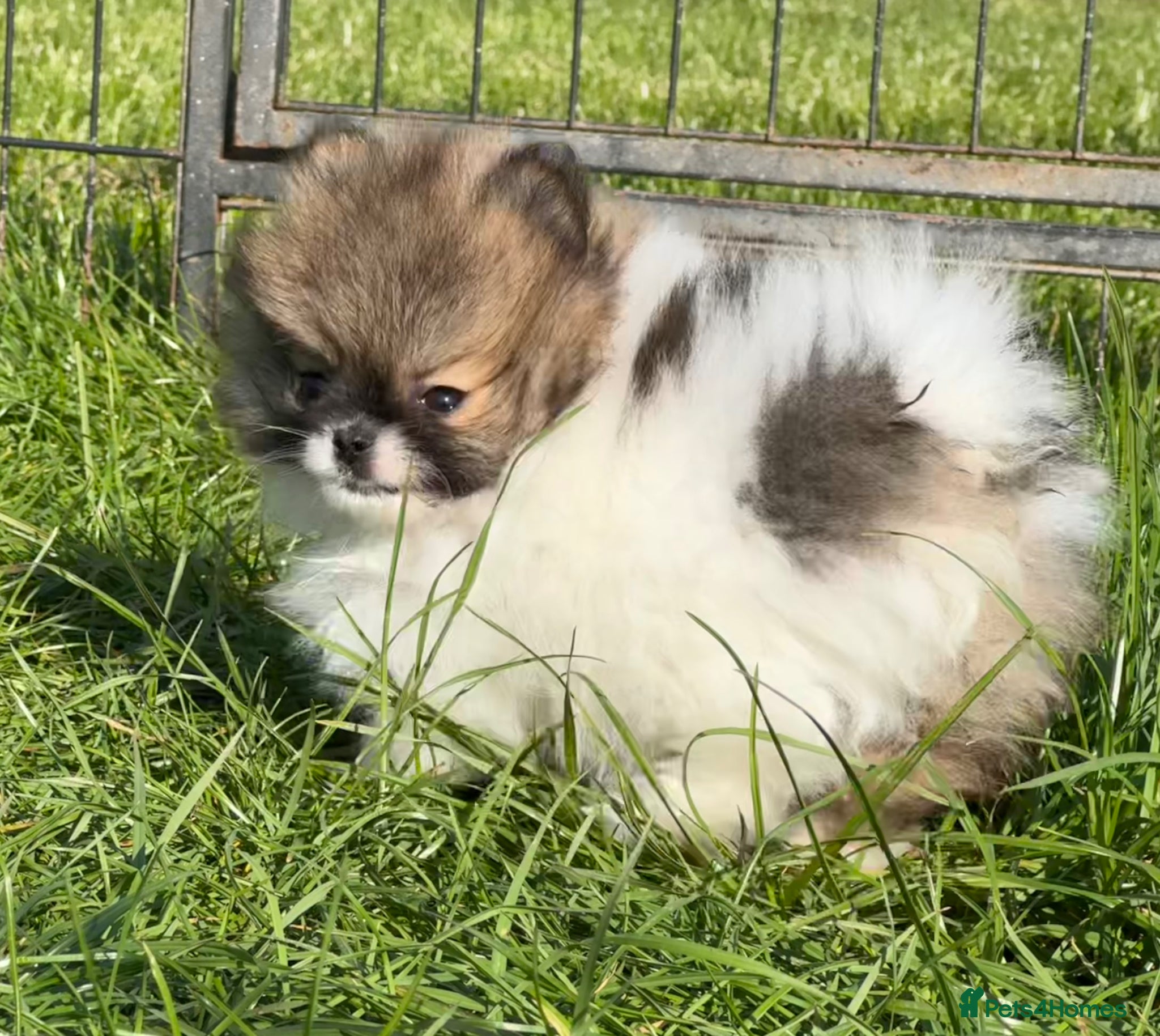 Pomeranian dogs BEAUTIFUL POMERANIAN GIRLS AVAILABLE  - Advert 9