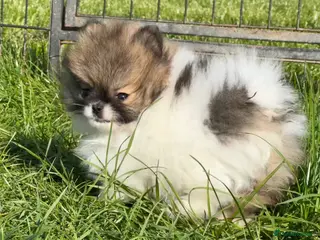 Pomeranian dogs BEAUTIFUL POMERANIAN GIRLS AVAILABLE - Advert 9