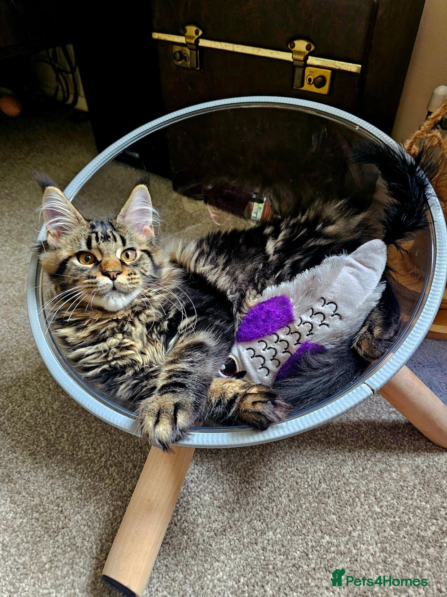 Maine Coon cats ✨ Meet Our Magnificent Maine Coon Kittens ✨ - Advert 16