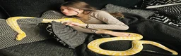 Python Snake reptiles for sale: Albino Python LARGE - Advert 8