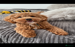 Cavapoo dogs for sale: Ruby Rose - Advert 4