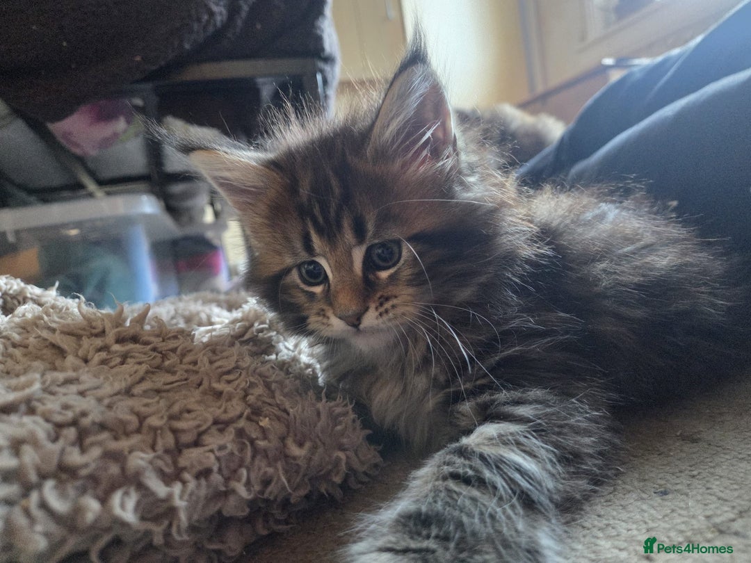 Maine Coon cats for sale: 2 Gorgeous Mane Coon Kittens  - Image 7