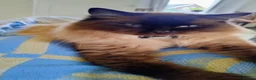 Ragdoll cats for sale: Three beautiful pure bred Ragdoll girls - Advert 7