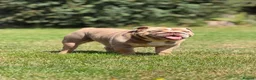 English Bulldog dogs for stud: Lilac English bulldog stud - Advert 2