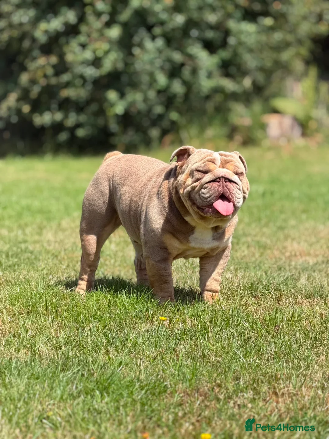 English Bulldog dogs for stud: Lilac English bulldog stud - Advert 2