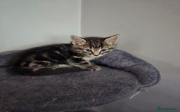 Mixed Breed cats for sale: Beautiful kittens 8 weeks old  - Image 7