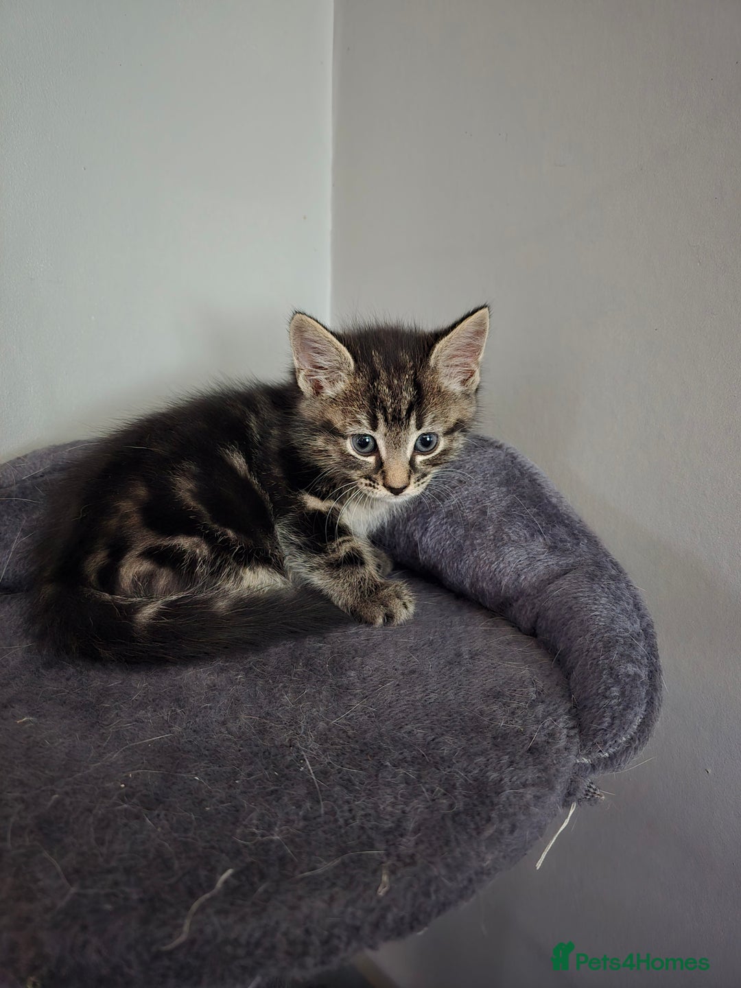 Mixed Breed cats for sale: Beautiful kittens 8 weeks old  - Image 7