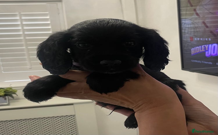 Cocker Spaniel dogs - Advert 4