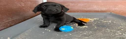 Labrador Retriever dogs for sale: Hereditary clear puppies, absolute beautiful   in Newport - Advert 3