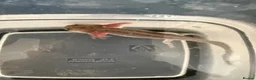 Axolotl reptiles for sale: Pink and spotty axolotl  - Advert 2