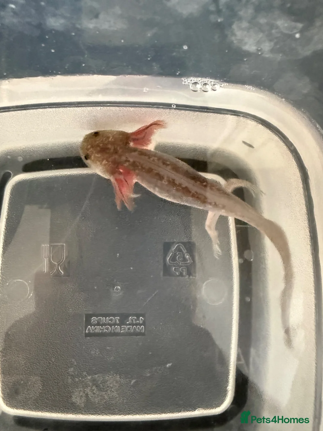 Axolotl reptiles for sale: Pink and spotty axolotl  - Advert 2